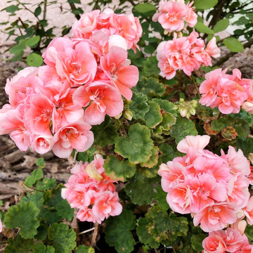 Geranium  Seeds – Salmon Queen