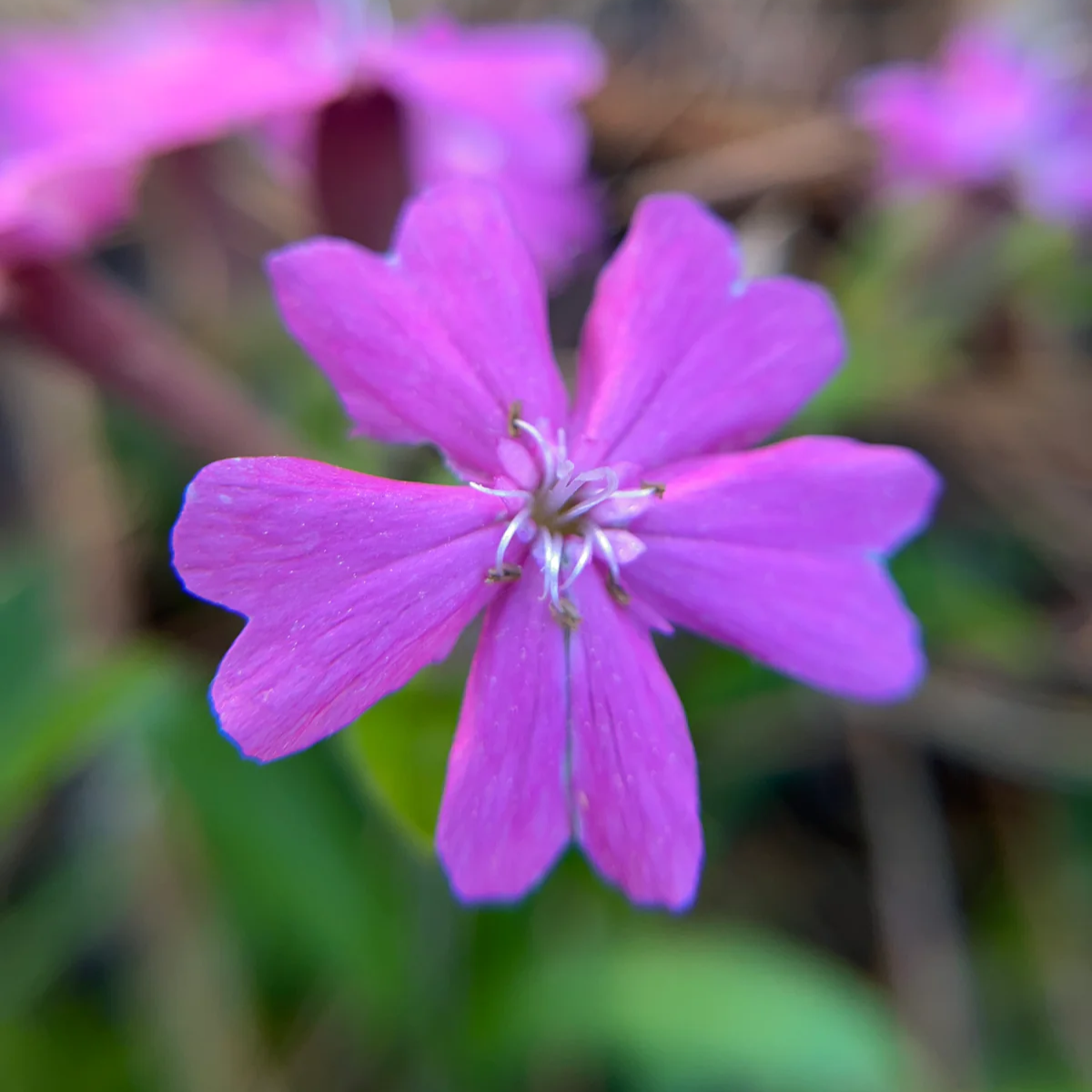Silene Caroliniana Seeds – Wild Pink Perennial