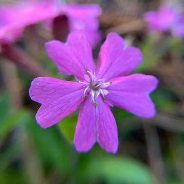 Silene Caroliniana Seeds – Wild Pink Perennial