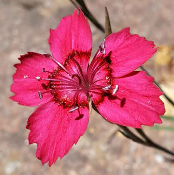Dianthus Seeds – Flashing Lights Deltoides
