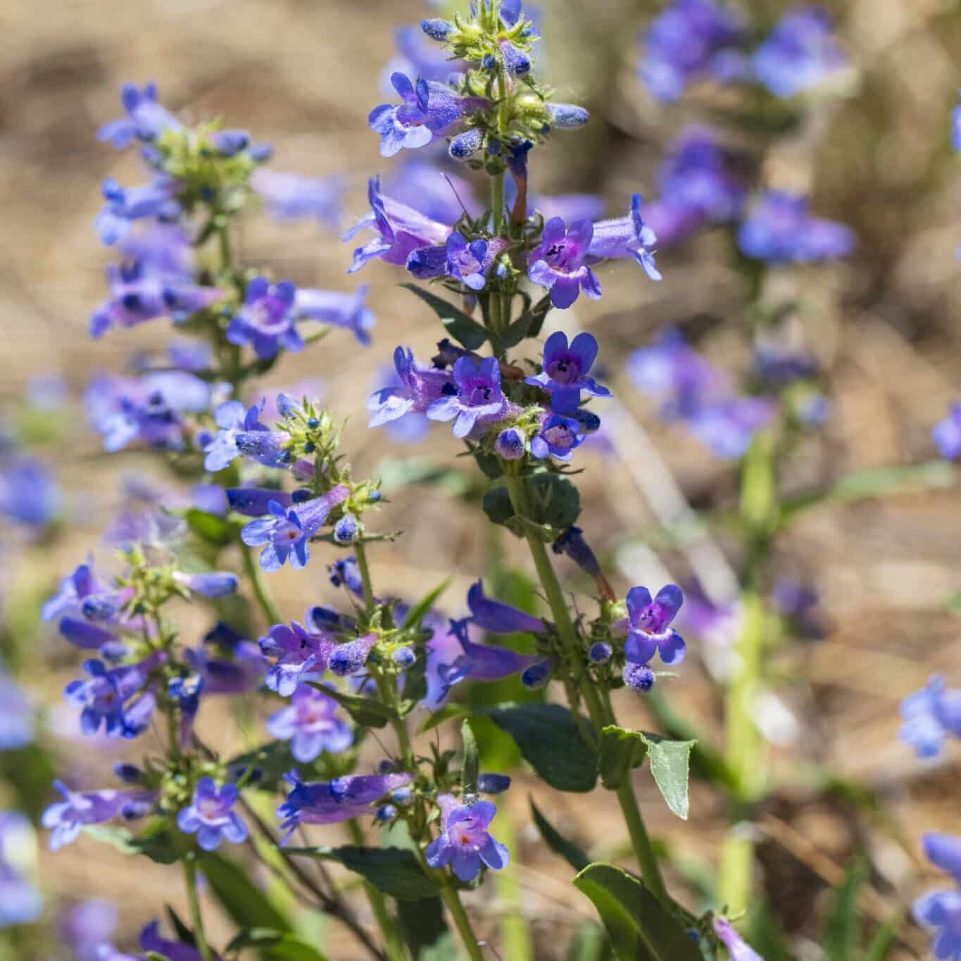 Penstemon Strictus Seeds – Rocky Mountain Beardtongue