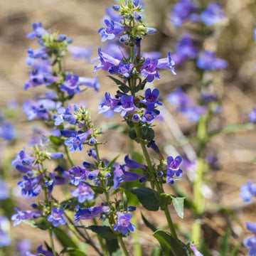 Penstemon Strictus Seeds – Rocky Mountain Beardtongue