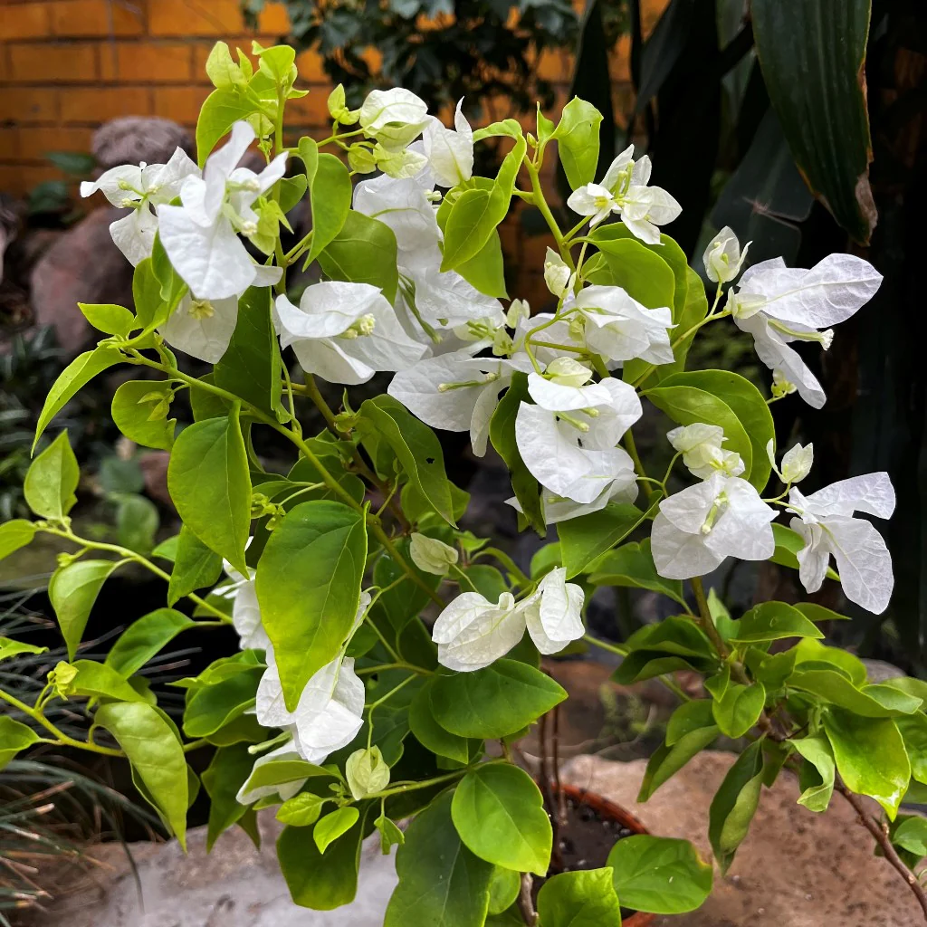 Bougainvillea Seeds – White
