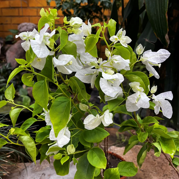 Bougainvillea Seeds – White