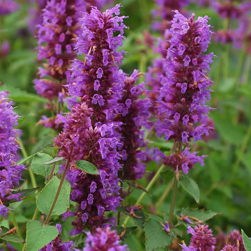 Hummingbird Mint Seeds – Perennial Blooms