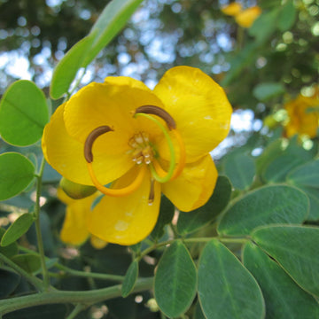Christmas Senna Seeds – Golden Bloom