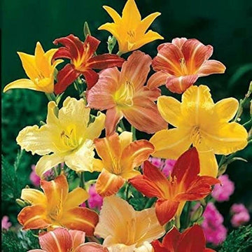 Daylily Seeds