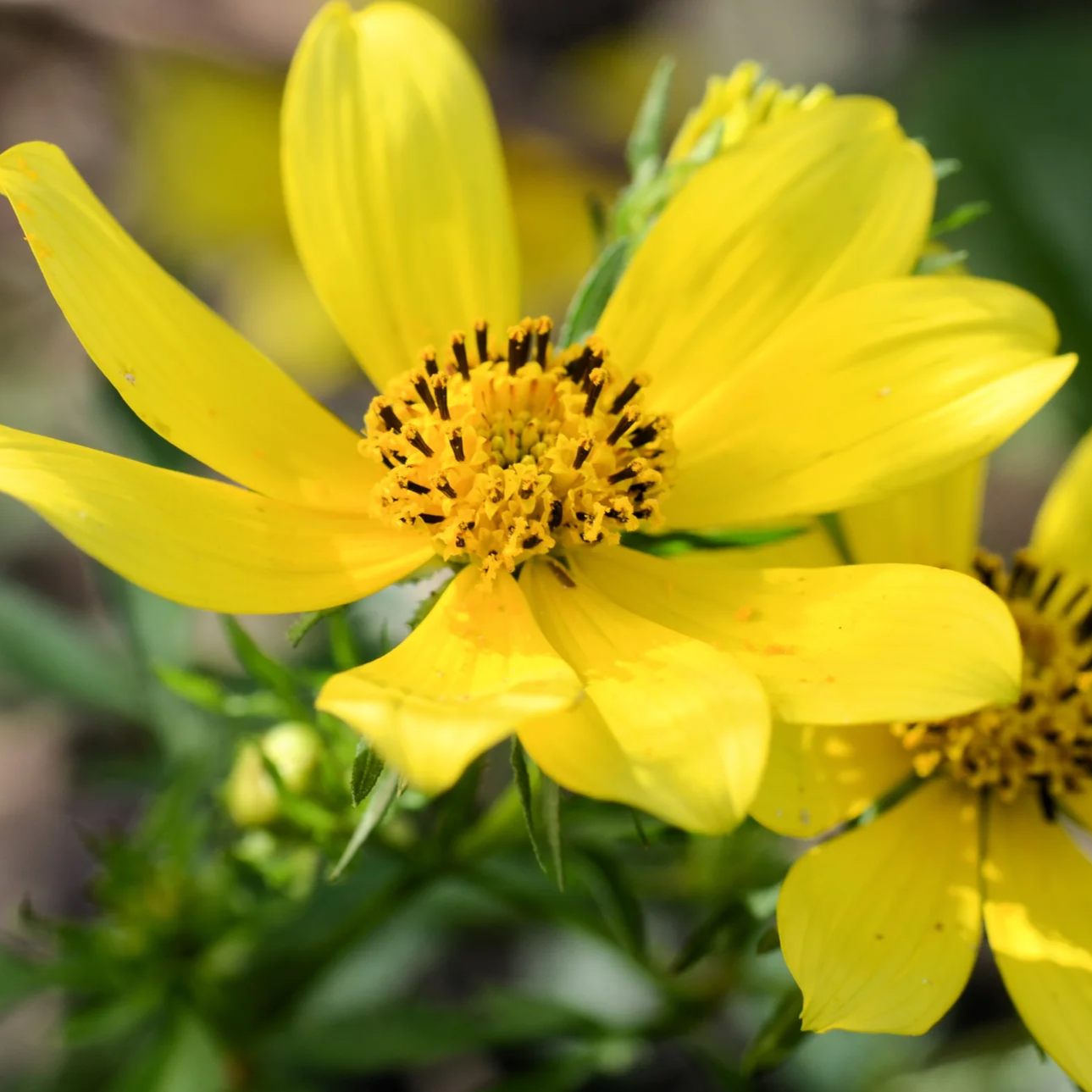 Marigold Seeds – Swamp