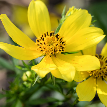 Marigold Seeds – Swamp
