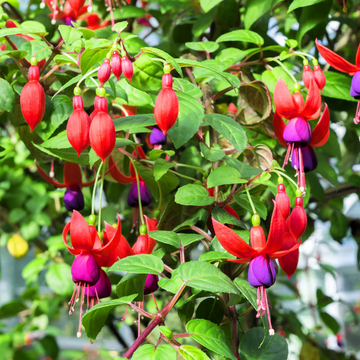 Fuchsia Seeds – Hardy Perennial Blooms