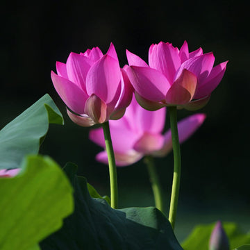 Lotus Seeds – Open Mouth Bonsai