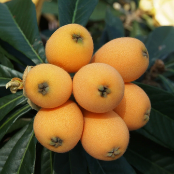 Loquat Seeds – Tropical