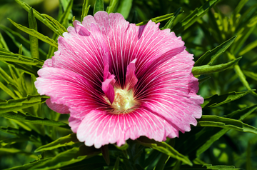 Rose Mallow Seeds – Mixed Colors