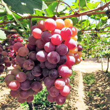 Grape Seeds – Red Globe, Large Cluster Variety