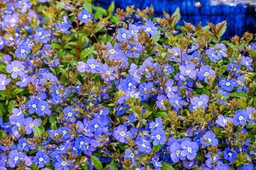 Veronica Repens Seeds – Creeping Speedwell Ground Cover