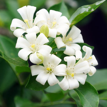 Orange Jessamine Seeds – Fragrant Evergreen Shrub