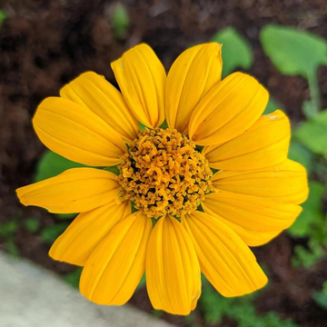 Sunflower Seeds – Yellow Mexican