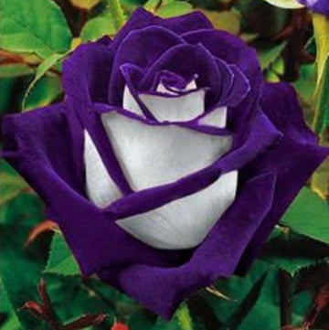 Rose Seeds – White Purple