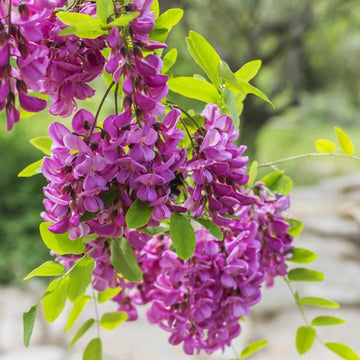 Black Locust Seeds – Purple Bloom