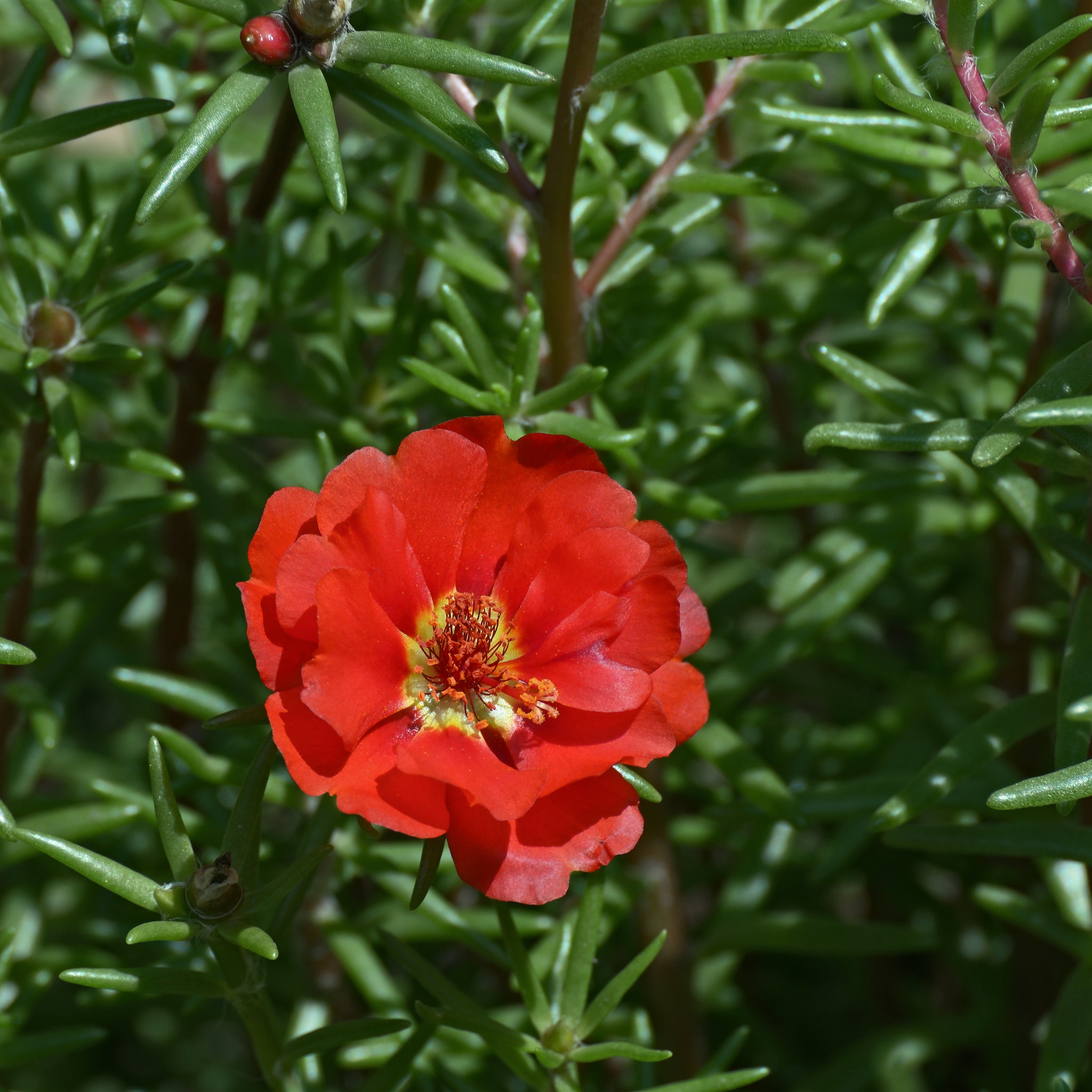 Portulaca Grandiflora Seeds – Red