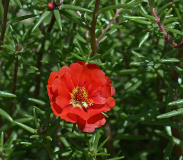 Portulaca Grandiflora Seeds – Red