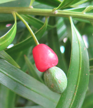 Podocarpus Seeds – Macrophyllus