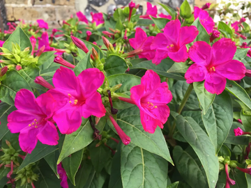 Four O’Clock Seeds – Mirabilis Jalapa