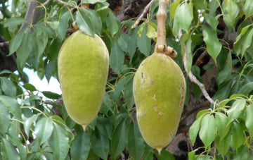 Baobab Seeds – Adansonia Digitata