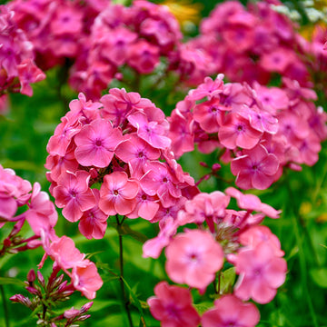 Yarrow Seeds - Pink