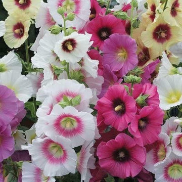 Hollyhock Seeds – Mixed Colors