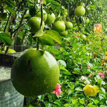 Pummello Seeds - Citrus Maxima