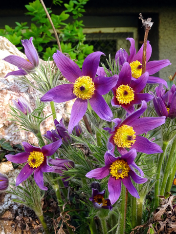 Anemone Seeds – Violet