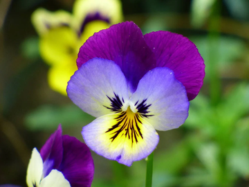 Viola Tricolor Seeds – Johnny Jump Up