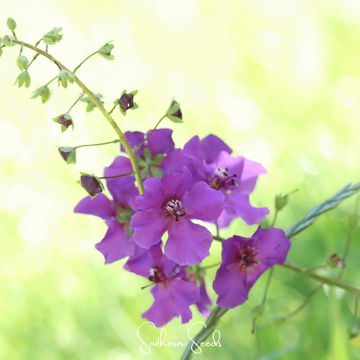 Purple Mullein Seeds – Hardy Perennial Blooms