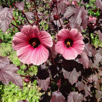 Cranberry Hibiscus Seeds – Hardy Perennial