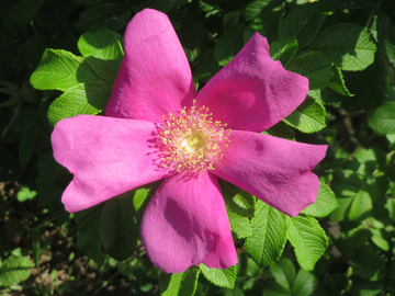 Rose Seeds – Pink Rugosa