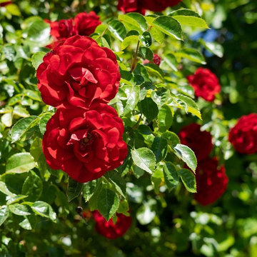 Rose Seeds – Red Climbing