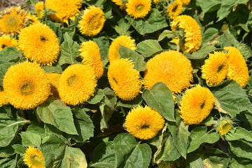 Sunflower Seeds – Teddy Bear Dwarf