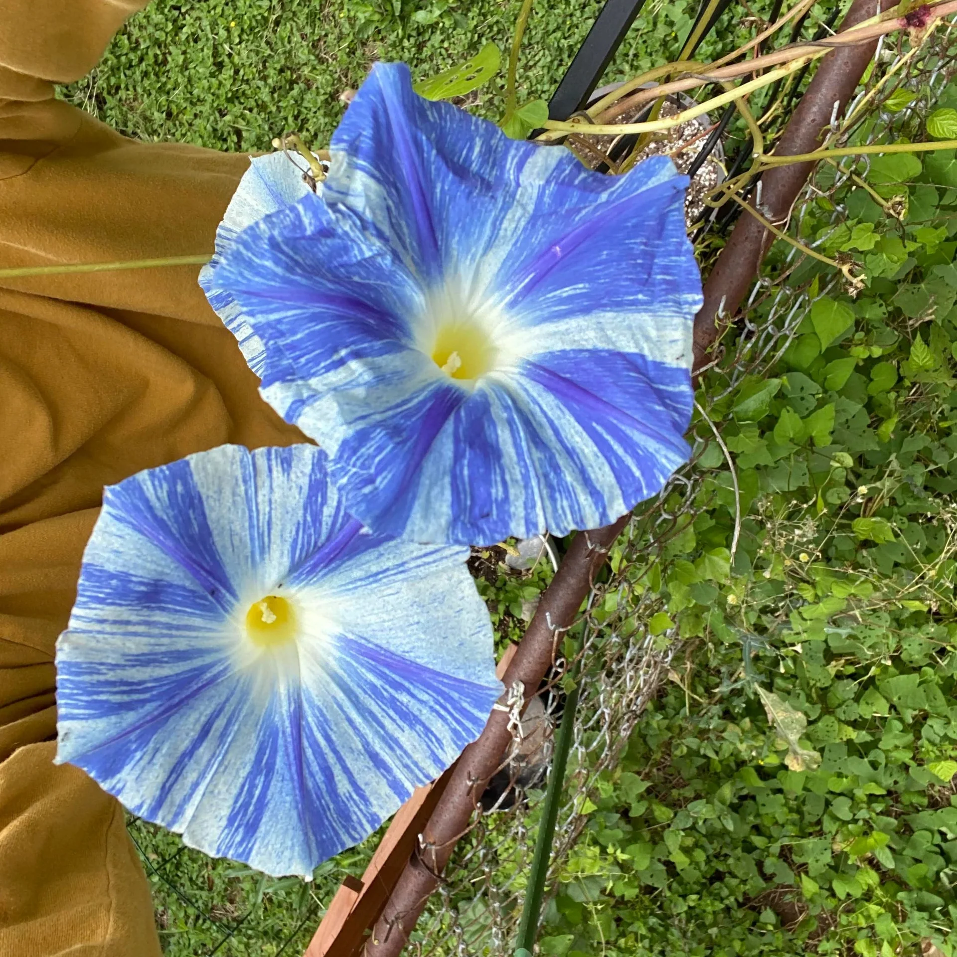 Morning Glory Seeds – Flying Saucers