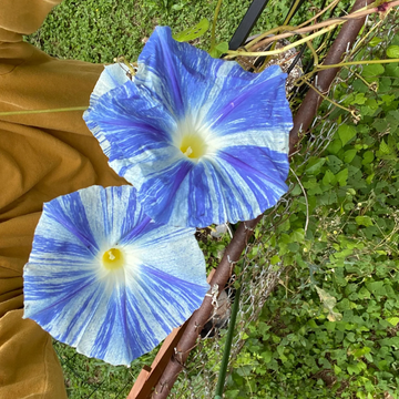 Morning Glory Seeds – Flying Saucers