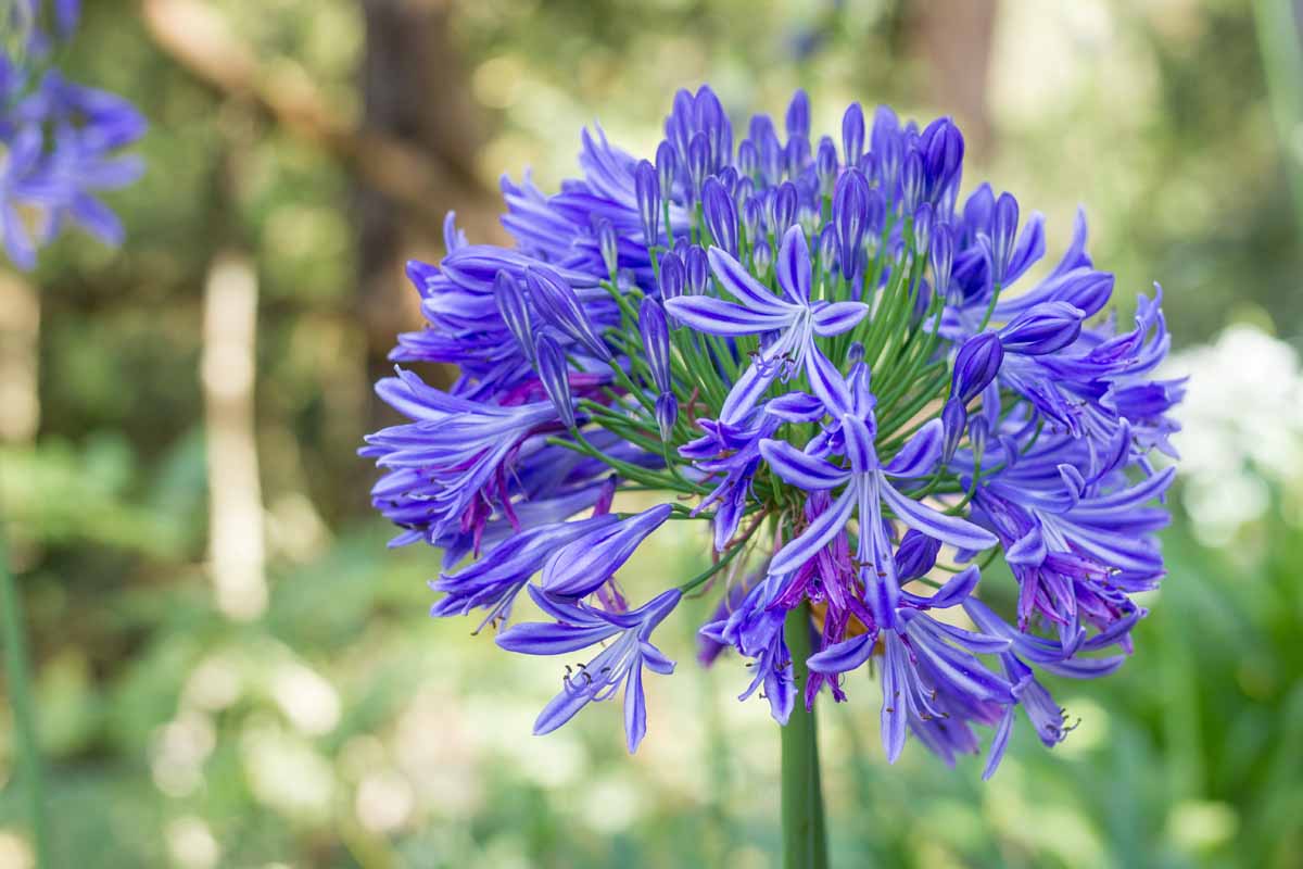 Agapanthus Seeds – African Lily