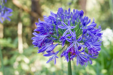 Agapanthus Seeds – African Lily