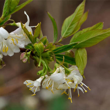 Lonicera Seeds – Fragrantissima