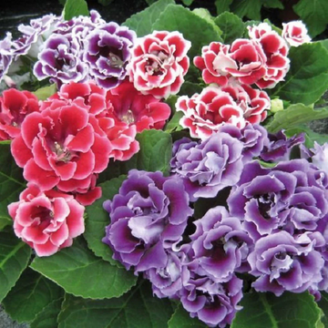 Sinningia Seeds – Mixed Colors