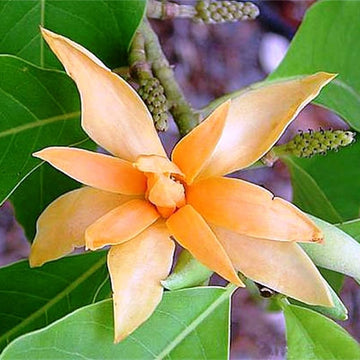 Magnolia Seeds – Ornamental Tree