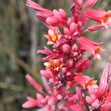 Hesperaloe Seeds – Parviflora