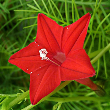 Ipomoea Quamoclit Seeds – Cypress Vine