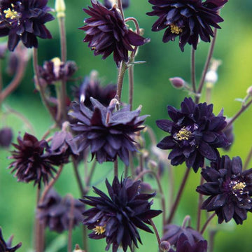 Columbine Seeds – Black Barlow