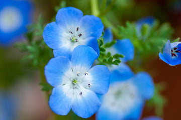 Nemophila Seeds – Baby Blue Eyes
