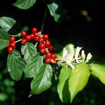 Lonicera Maackii Seeds – Hardy Shrub